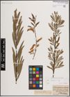Foto von Salix eleagnos Scop.